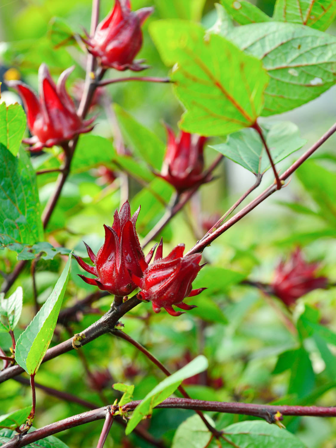 hibiscus Flower