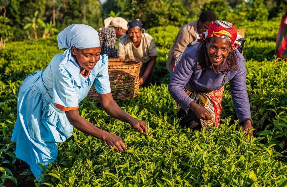 Hibiscus farming